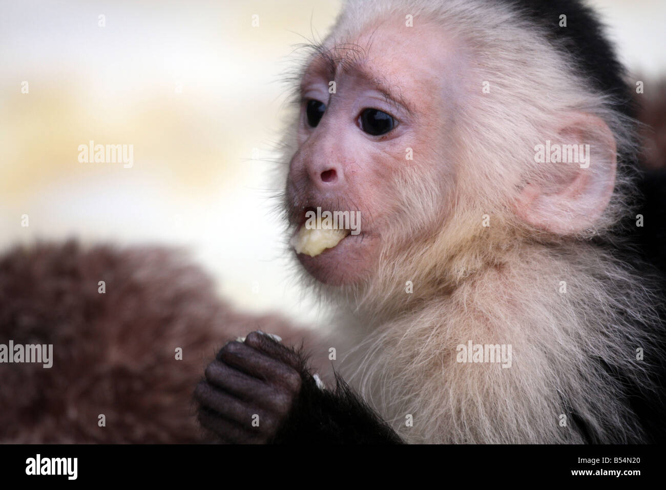 Affe mit banane Fotos und Bildmaterial in hoher Auflösung Alamy