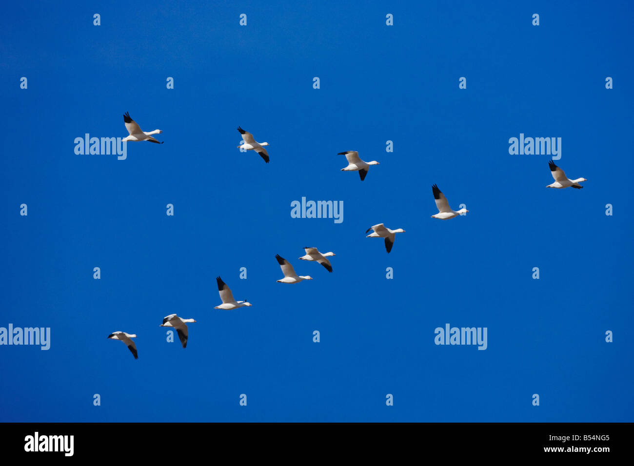 Snow Goose Chen Caerulescens Herde in V-Formation Bosque del Apache National Wildlife Refuge New Mexico USA Stockfoto