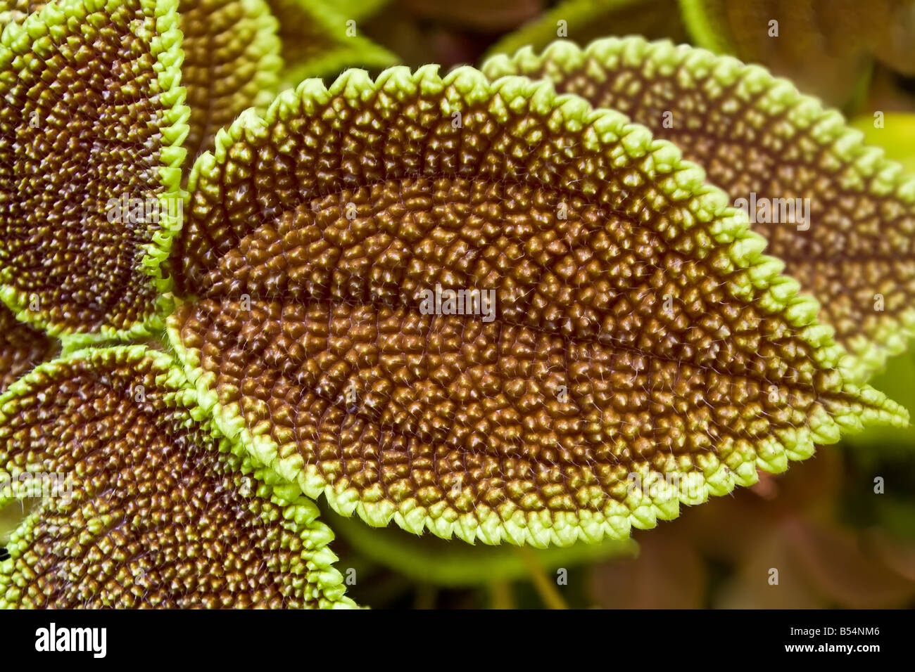 Nahaufnahme von bunten Coleus Blatt Textur Stockfoto