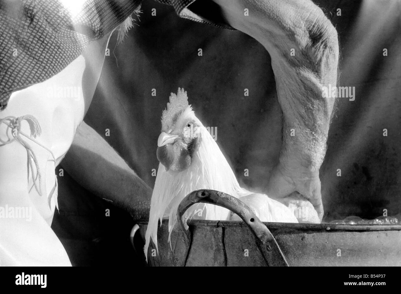 Kapitän Ellis Duckworth ist 77 Jahre alt - er gewann seinen ersten Geflügel-Show-Preis im Jahre 1897. Diese Woche ist der Höhepunkt des Jahres des Kapitäns mit Intertantional Poultry Show in Olympia. Heute war er beschäftigt Baden die 40 Vögel, die er für die Show eingegangen ist. Badezeit besteht aus einer gut einweichen in Seifenlauge von einem normalen Waschtag, Waschpulver, dann zwei Spülungen vor dem Schlafengehen den Trockenraum, wo die Temperatur am 80Á gehalten wird. Eine weiße Cochin-China Cockerell bekommt bereits mit einem 1. Platz bei der Dairy Show in diesem Jahr eine Badezeit einweichen. Diese Rasse verwendet, um auf das Mandarin Rasen im alten China gehalten werden Stockfoto