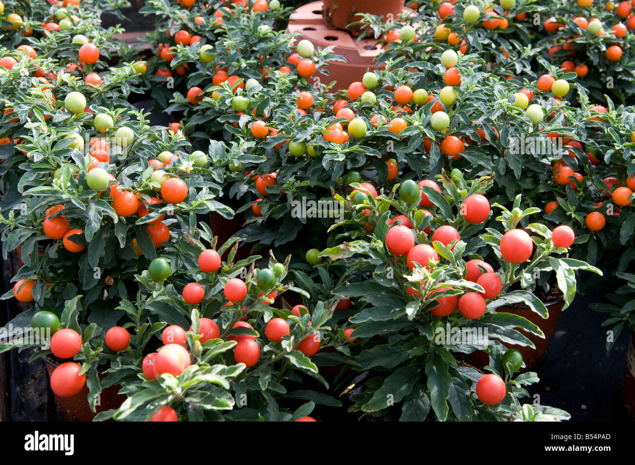 Solanum Pseudocapsicum "Red Giant" Stockfoto