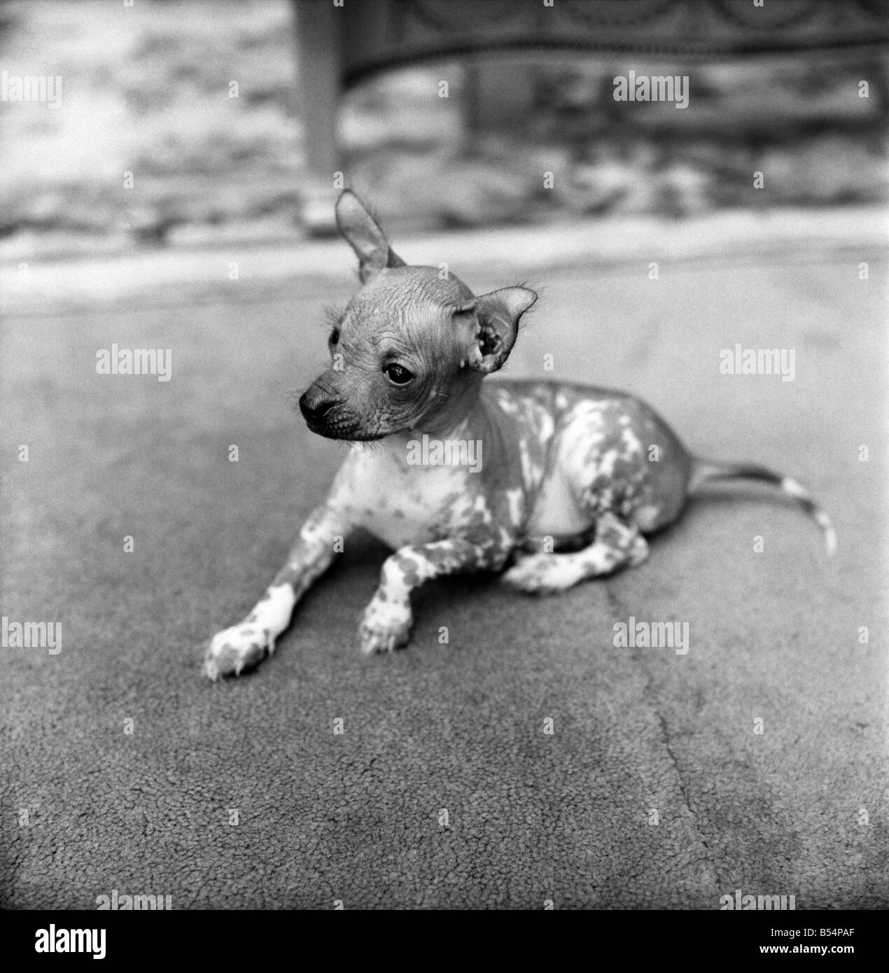 Tiere Hunde ungewöhnlich: Herr WU ist sechs Wochen alt und ist eine sehr seltene Rasse, so selten in der Tat die Rasse konnte werden vom Aussterben bedroht. Er ist ein Ch Stockfoto