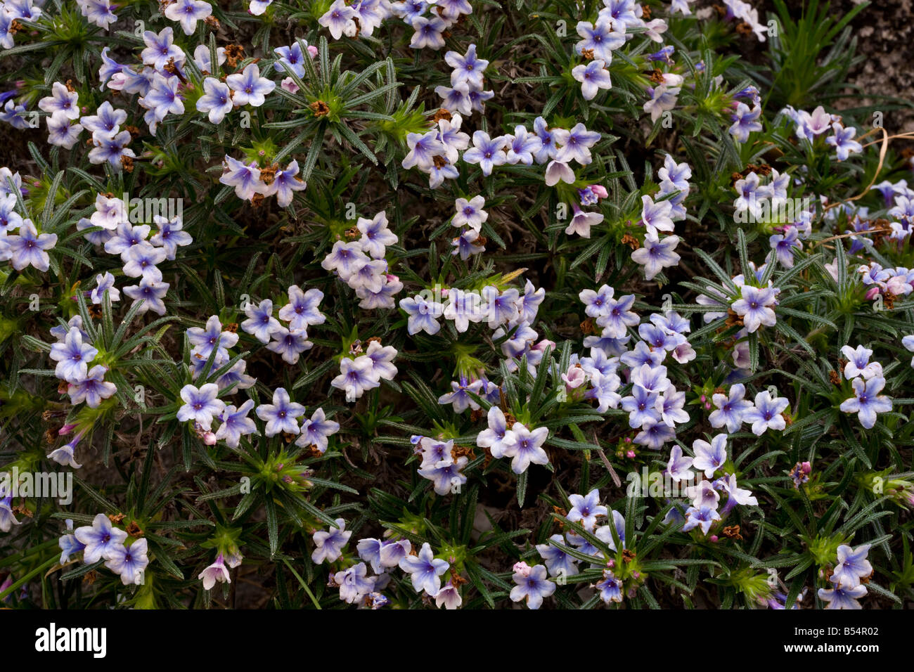 Eine endemische Gromwell Lithodora Zahnii auf den Süden Griechenlands Mani Halbinsel Peloponnes Stockfoto