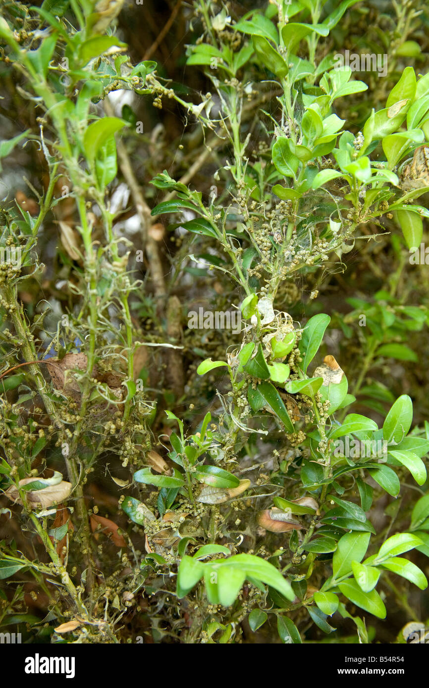 Box Tree Pyralid Moth (Glyphodes Perspectalis). Buchsbaum (Buxus Sempervirens) mit Raupen infiziert Stockfoto