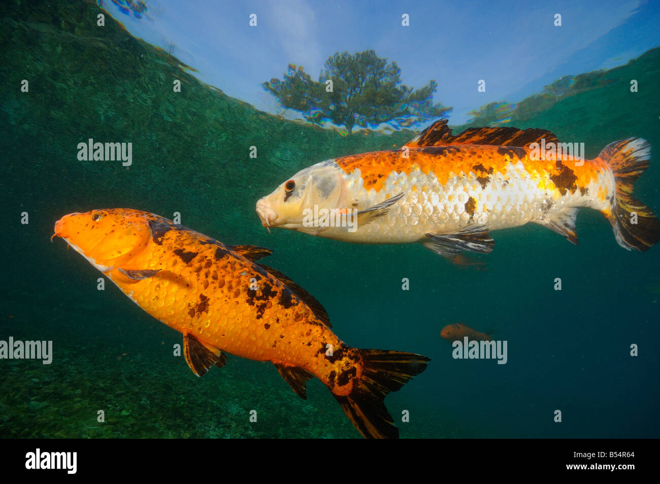 Koi sind Süßwasser Karpfen in Teichen angehoben Stockfoto