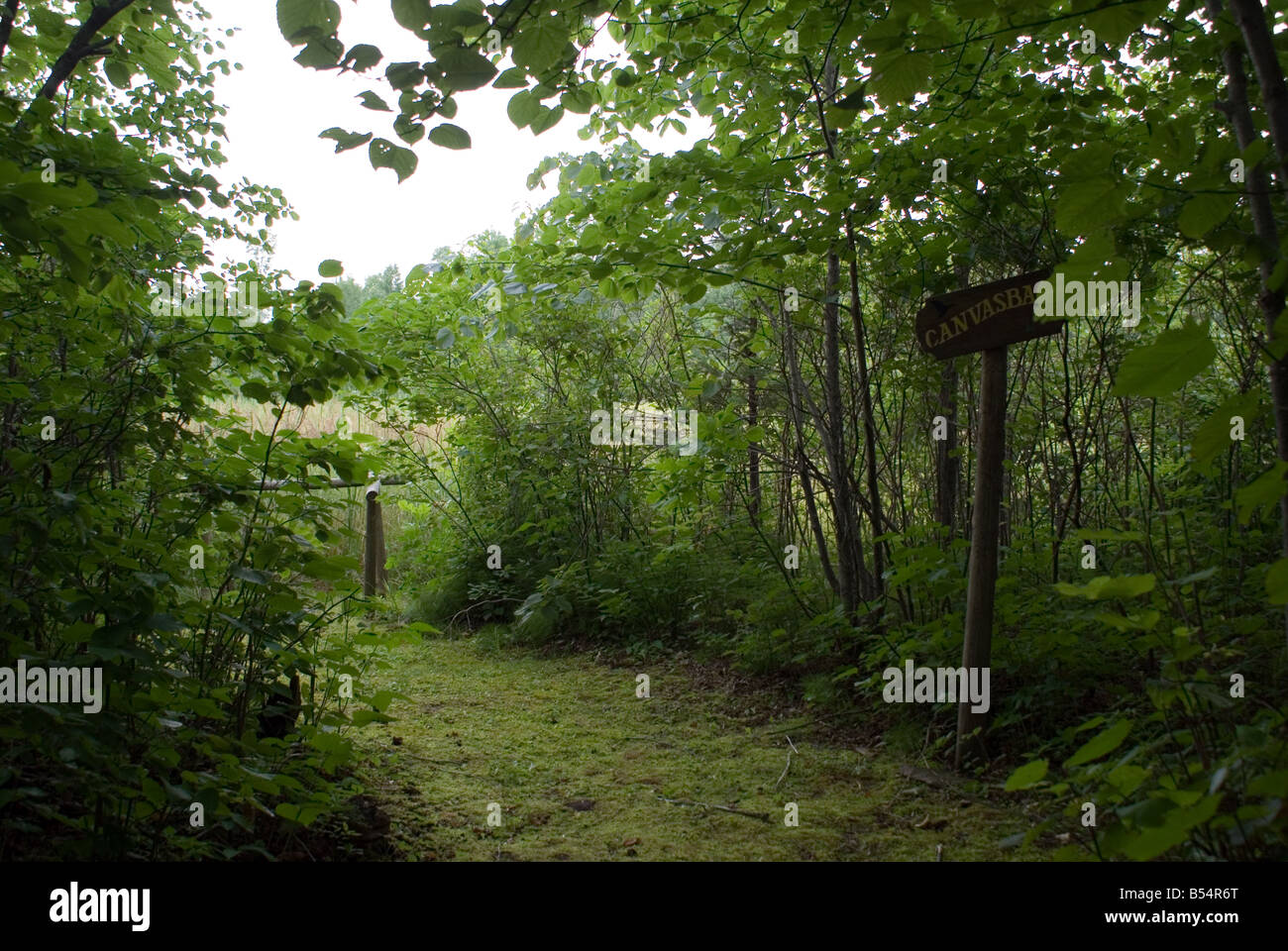 Wald-Wanderweg Lake Of The Woods Insel Stockfoto