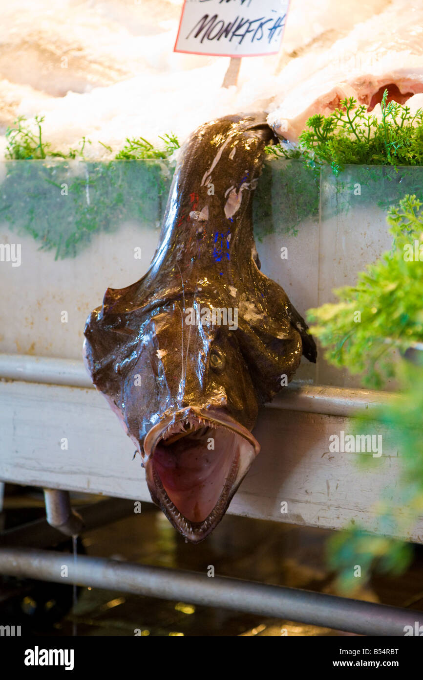 Toten Seeteufel auf dem Display an Pike Place Fish Company in Seattle, Washington Stockfoto