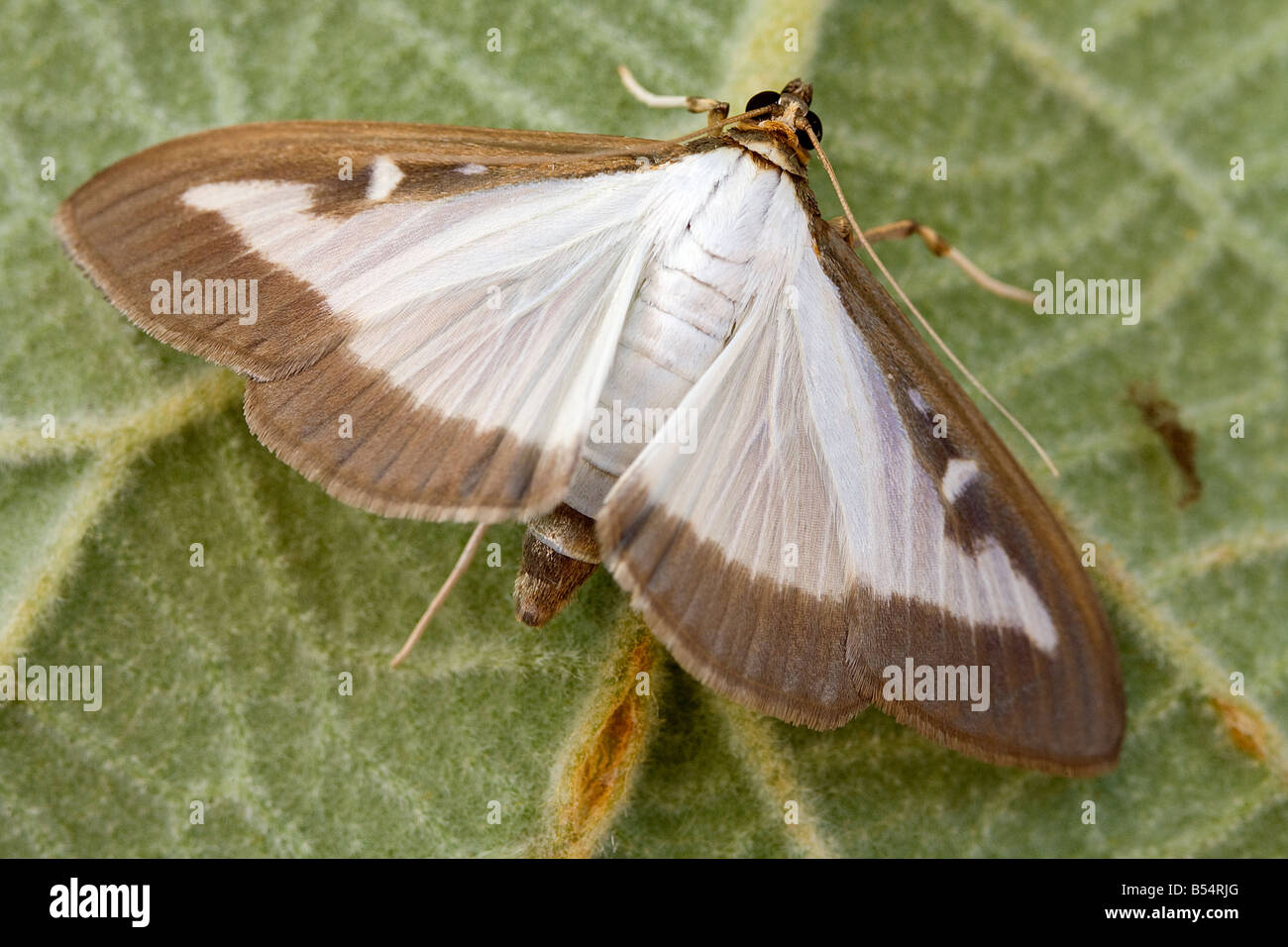 Box Tree Pyralid Moth (Glyphodes Perspectalis), Erwachsene Stockfoto