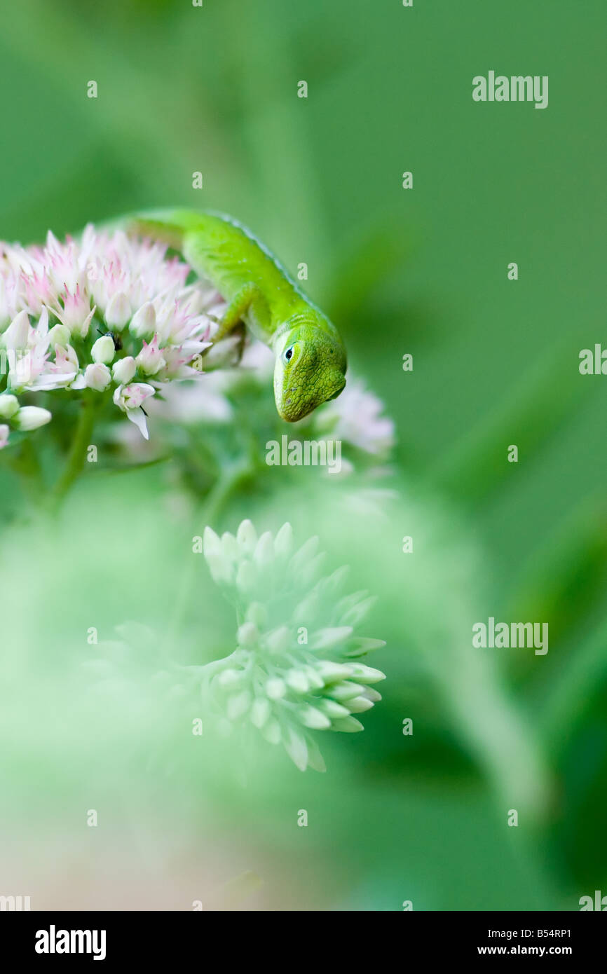 Grüne Anole Eidechse Anolis carolinensis Stockfoto