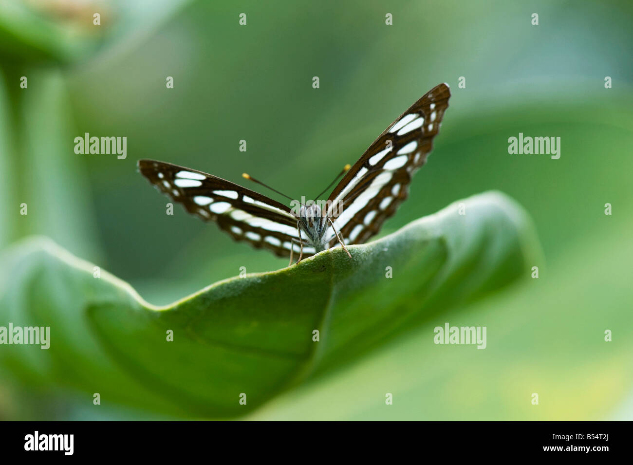 Neptis Hylas. Gemeinsamen Sailor Schmetterling thront auf einem Blatt in der indischen Landschaft. Andhra Pradesh, Indien Stockfoto