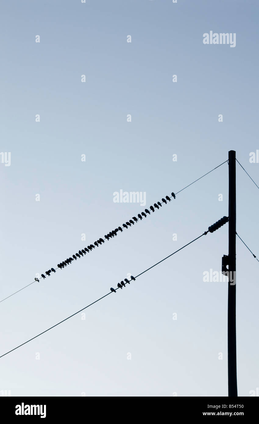 Herde von Tauben zusammen gehockt Stromleitungen in der Morgendämmerung Stockfoto