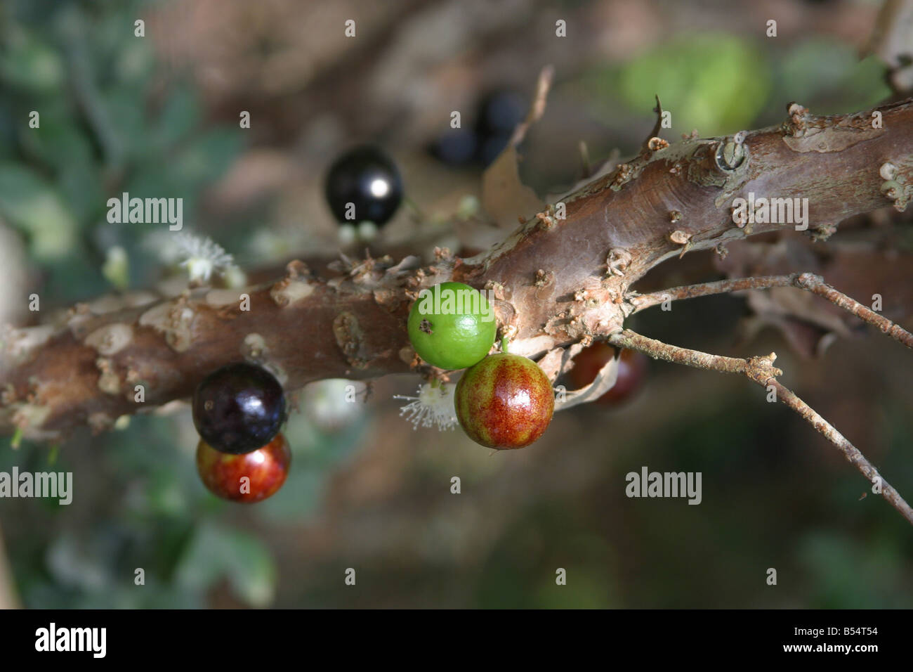 Jaboticaba Früchte (Myrciaria Cauliflora) horizontale Jaboticaba 1371 Stockfoto