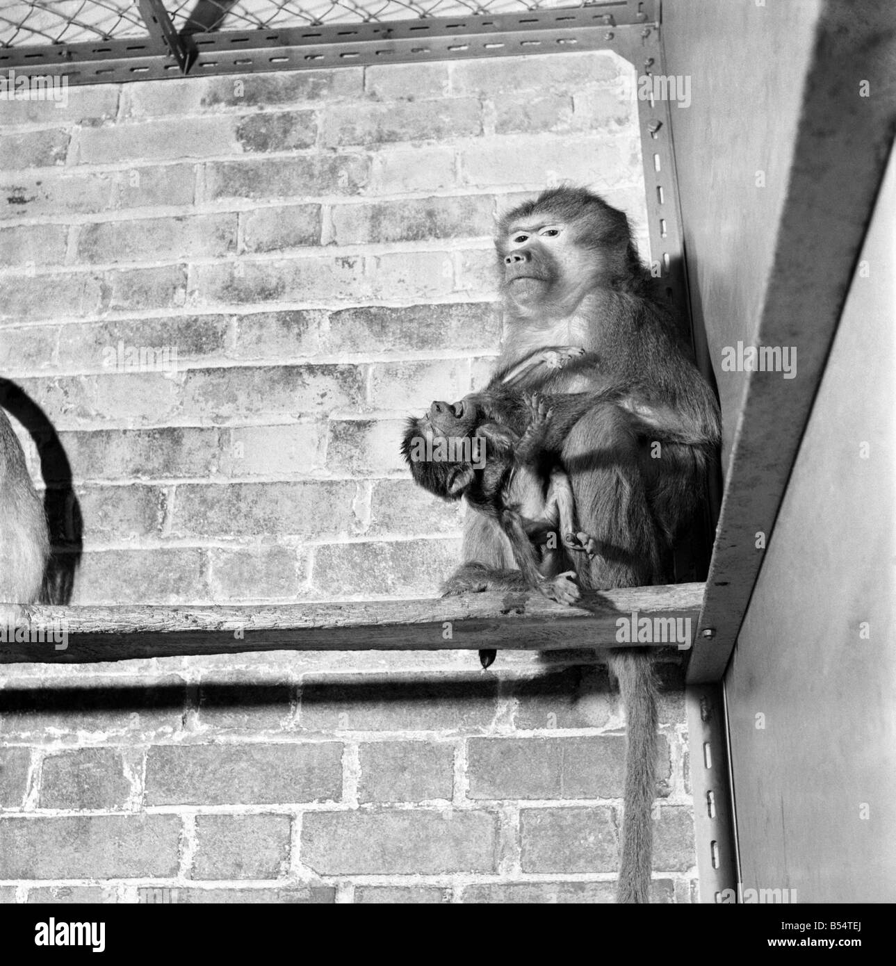 Es ist heilig. Die ersten Bilder des Heiligen Babypavian die erst zwei Tage alt ist. Hier in Chessington Zoo zu sehen. August 1953 Stockfoto