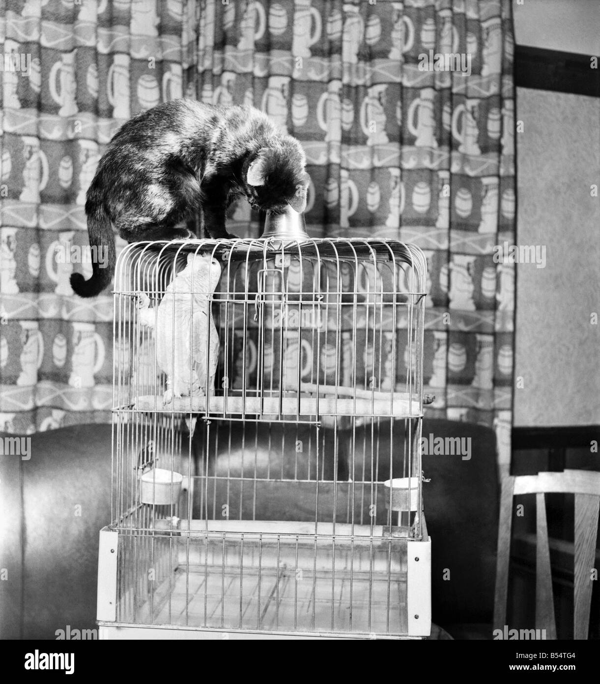 Tiere Vögel: Katzen Freundschaft: Besucher des Hodder Bridge Hotels, Hodder Lancs. Sind immer mit die Eskapaden von Polly ein 47 Jahre Alter Papagei und ein 3 Monate alte Kätzchen Tim fasziniert, die ausnahmslos eine Schlacht beim zusammenkommen, aber wer wirklich die besten Kumpels sind. August 1953 D5355-003 Stockfoto