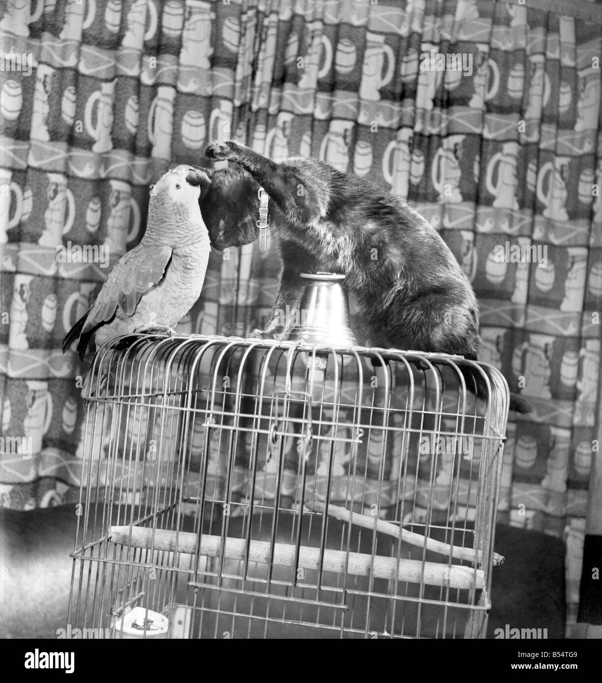 Tiere Vögel: Katzen Freundschaft: Besucher des Hodder Bridge Hotels, Hodder Lancs. Sind immer mit die Eskapaden von Polly ein 47 Jahre Alter Papagei und ein 3 Monate alte Kätzchen Tim fasziniert, die ausnahmslos eine Schlacht beim zusammenkommen, aber wer wirklich die besten Kumpels sind. August 1953 D5355-005 Stockfoto