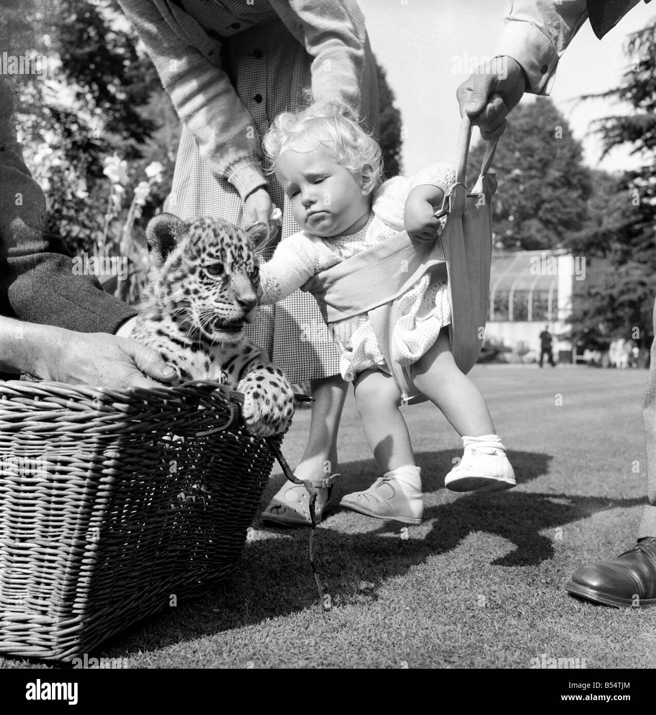 Tiere-Kinder-Freundschaft. Es war ein Fall von ein wenig Jaguar Cub, ein Löwenjunges und für kleine ein Jahr alt Ruth Lyon, aus Cheltenham Cloucestershire eingeführt, war es der Nervenkitzel ihres kleinen Lebens. September 1953 D5426 Stockfoto