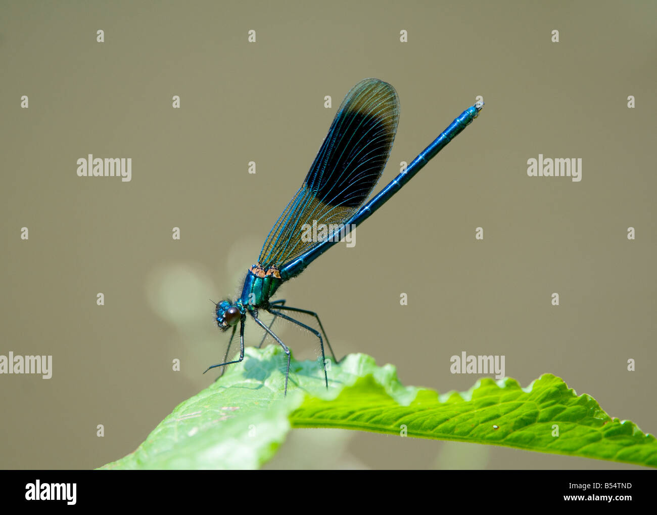 Eine männliche gebändert Demoiselle Damselfly (Calopteryx Splendens) erstreckt sich seine Flügel auf einem Blatt Stockfoto