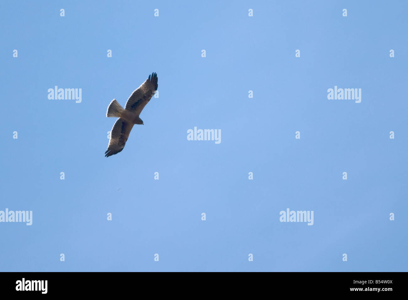 Booted Eagle Aquila Pennata Hieraaetus pennatus Stockfoto