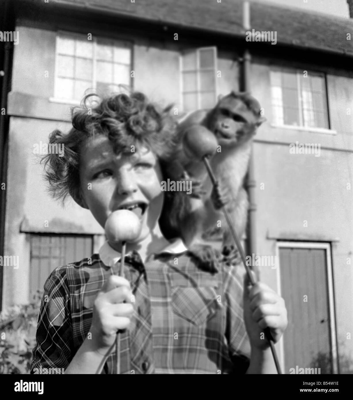 Tiere: Affen: Schimpansen: Kinder: Judy der Schimpanse teilt einen Glasierter Apfel mit einem kleinen Kind. September 1953 D6042 Stockfoto