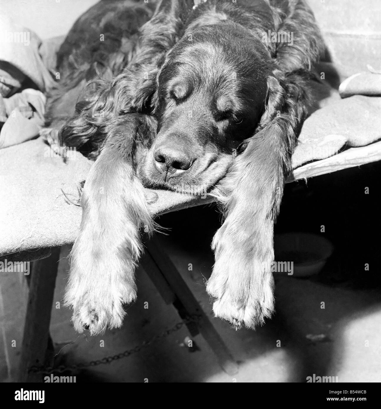 Damen Kennel Association Show in Olympia produziert Einträge aus allen Teilen des Landes. Hunde aller Rassen wurden ausgestellt. November 1953 D6568 Stockfoto