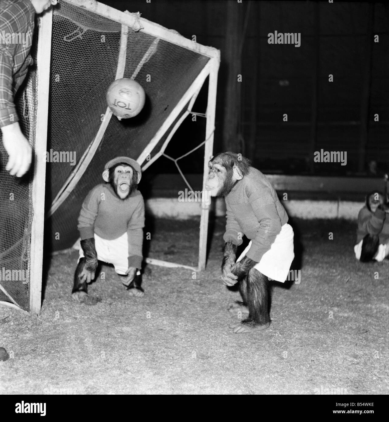 Tiere: Humor: Schimpansen Fußball zu spielen. November 1953 D6989-002 Stockfoto