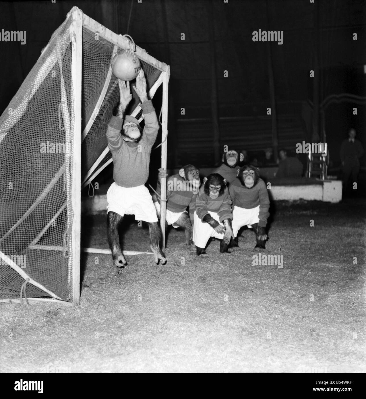 Tiere: Humor: Schimpansen Fußball zu spielen. November 1953 D6989-003 Stockfoto