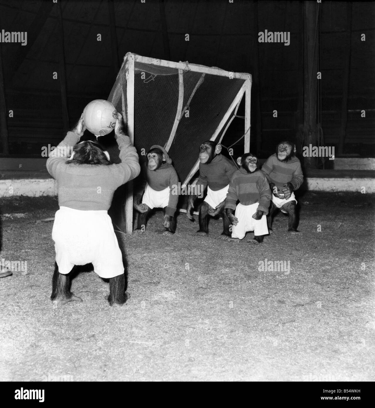 Tiere: Humor: Schimpansen Fußball zu spielen. November 1953 D6989-004 Stockfoto