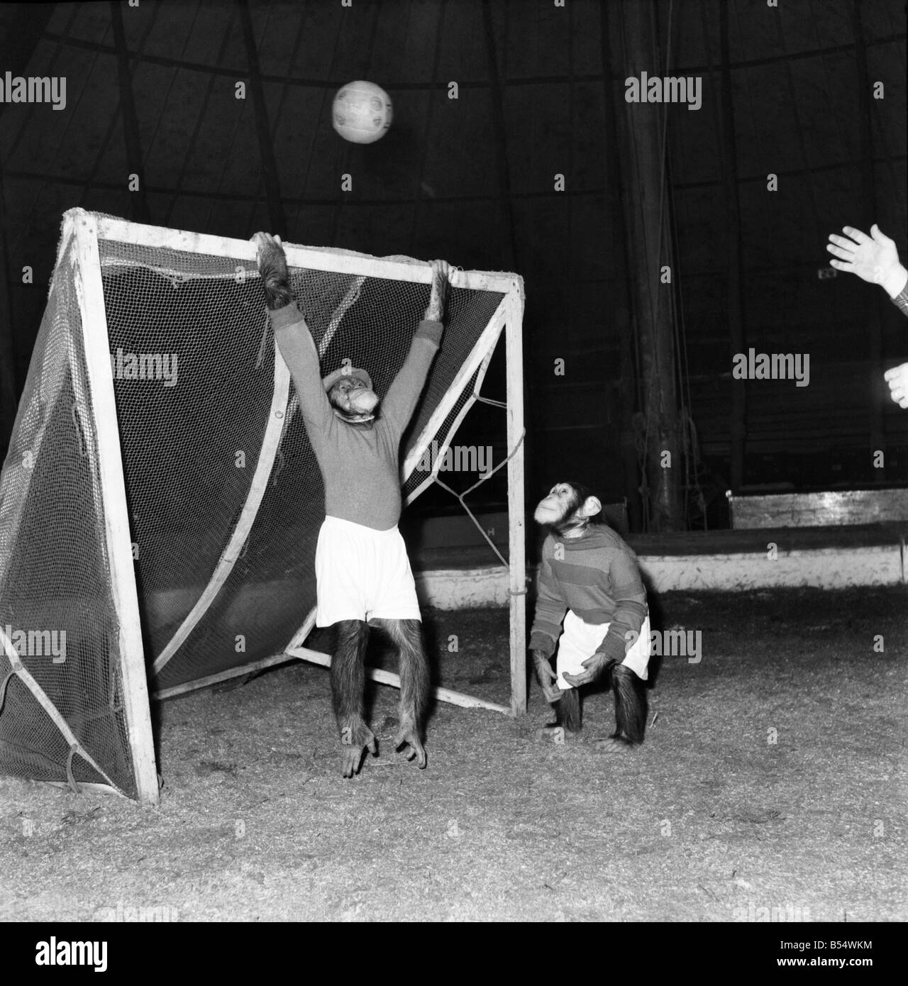 Tiere: Humor: Schimpansen Fußball zu spielen. November 1953 D6989-005 Stockfoto