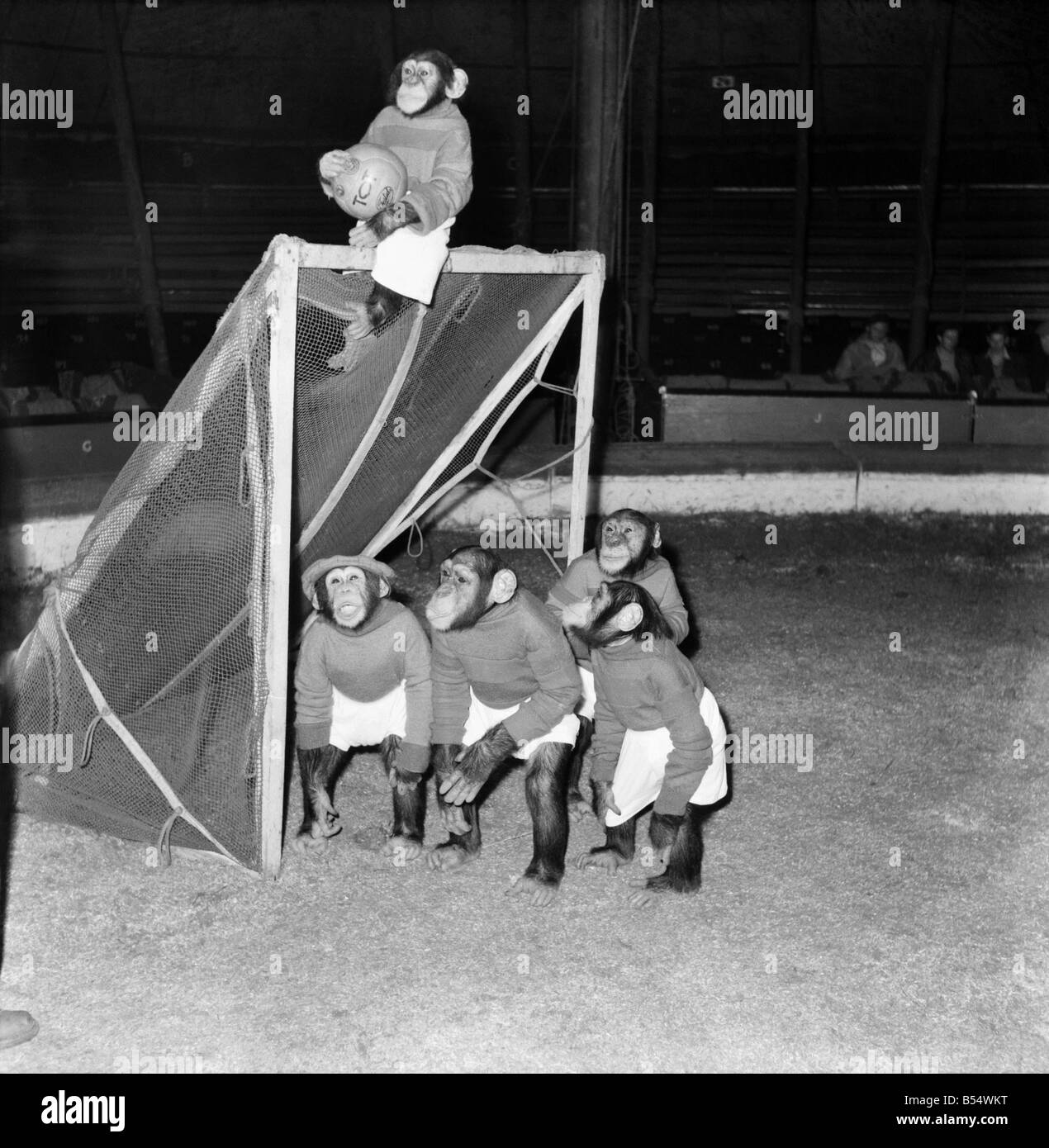 Tiere: Humor: Schimpansen Fußball zu spielen. November 1953 D6989-006 Stockfoto