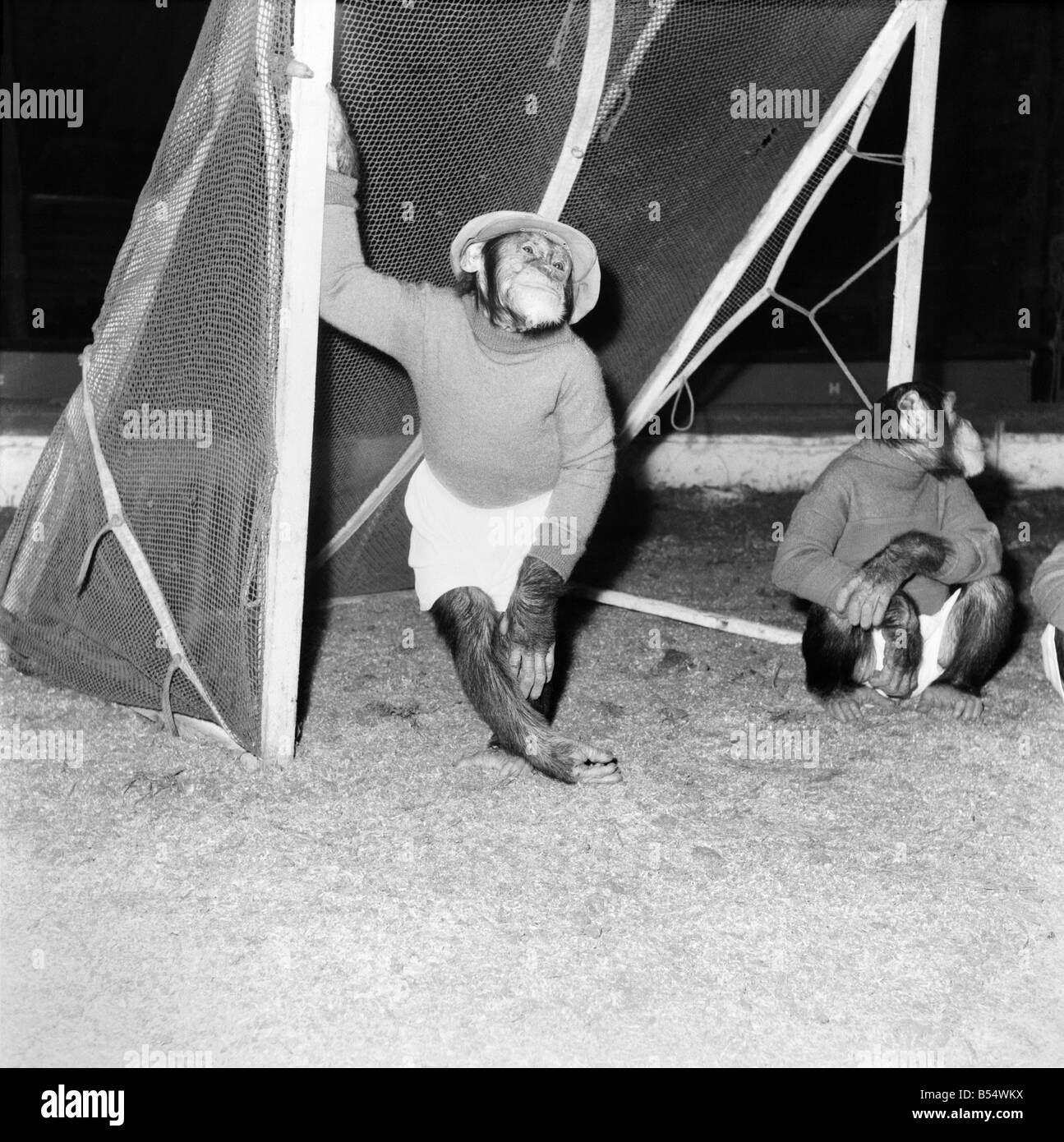 Tiere: Humor: Schimpansen Fußball zu spielen. November 1953 D6989-007 Stockfoto