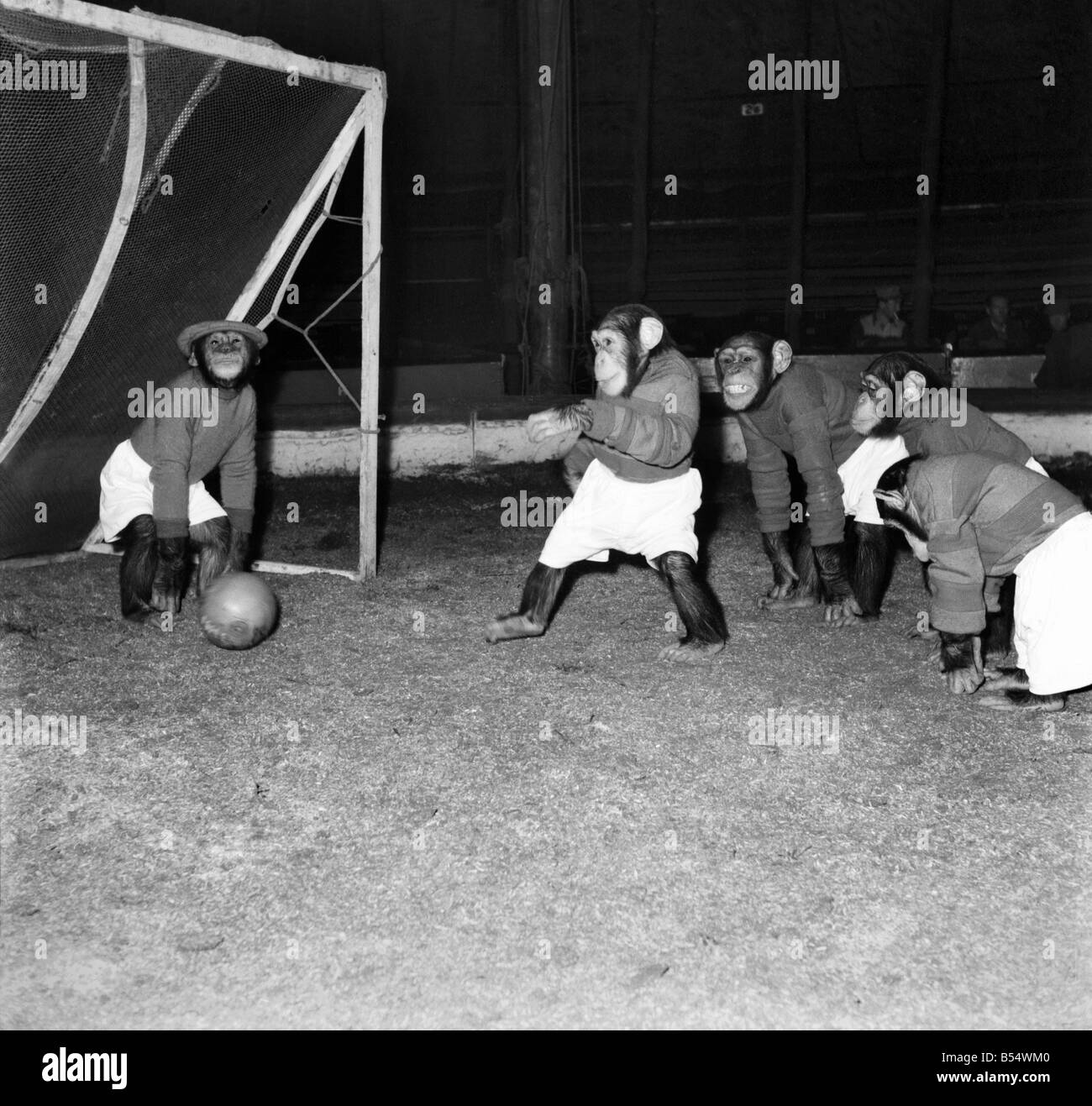 Tiere: Humor: Schimpansen Fußball zu spielen. November 1953 D6989-009 Stockfoto