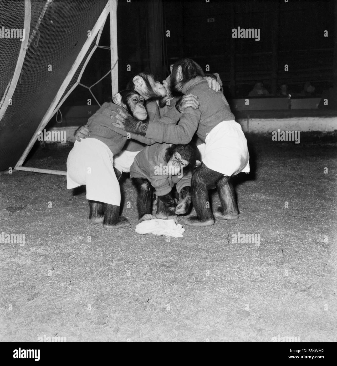 Tiere: Humor: Schimpansen spielen Foothall. November 1953 D6989 Stockfoto