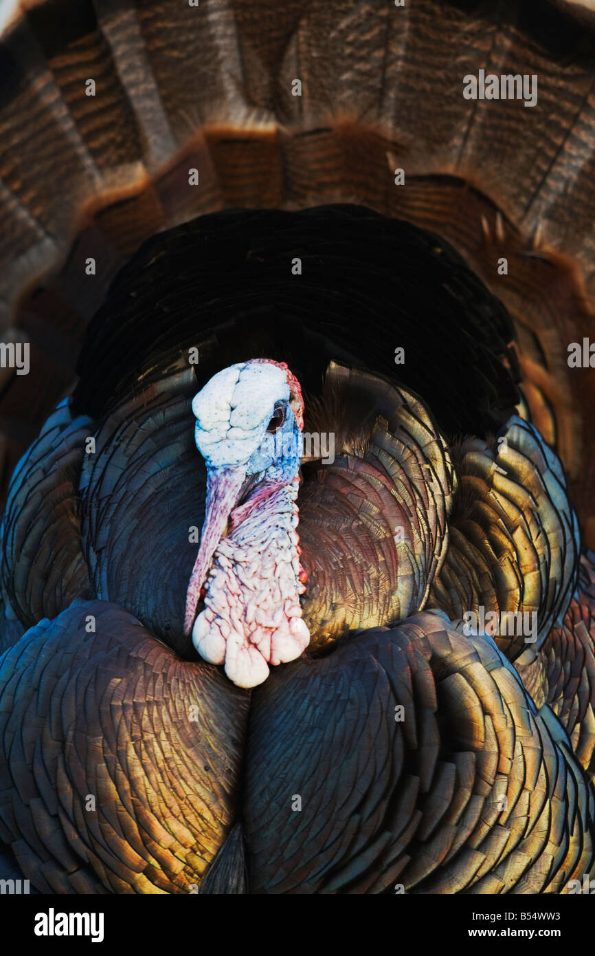 Wildtruthahn Meleagris Gallopavo männlich Sinton Fronleichnam Coastal Bend Texas USA anzeigen Stockfoto