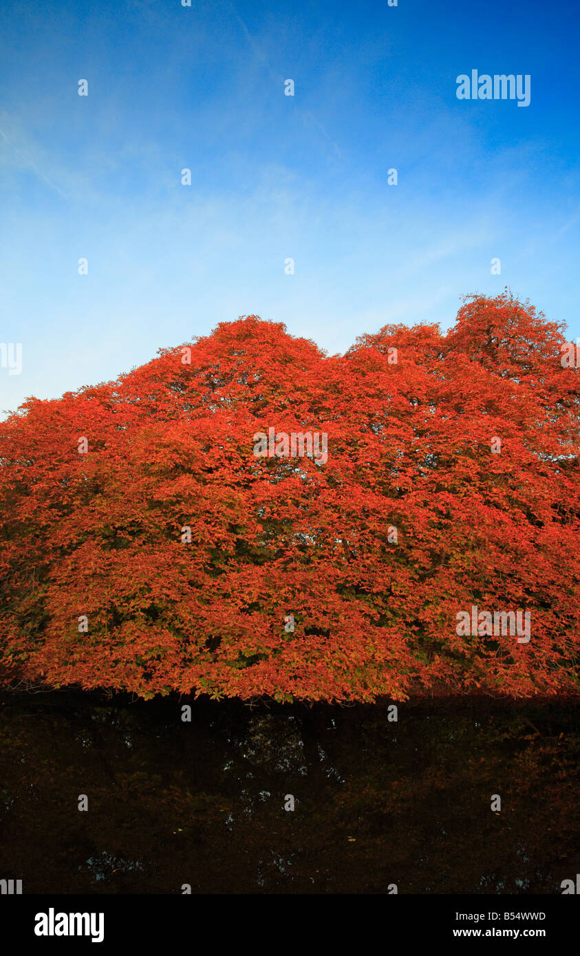 Roten Herbstlaub auf Bäumen über einen Fluss mit blauen Himmel dahinter. Stockfoto