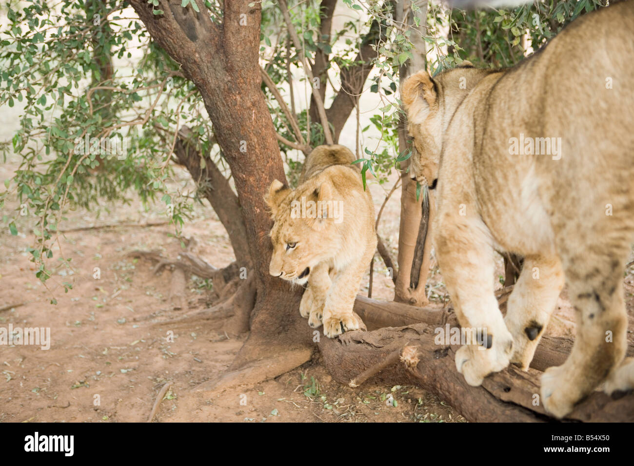 Löwenbabys spielen in den Busch, Gauteng, Südafrika Stockfoto