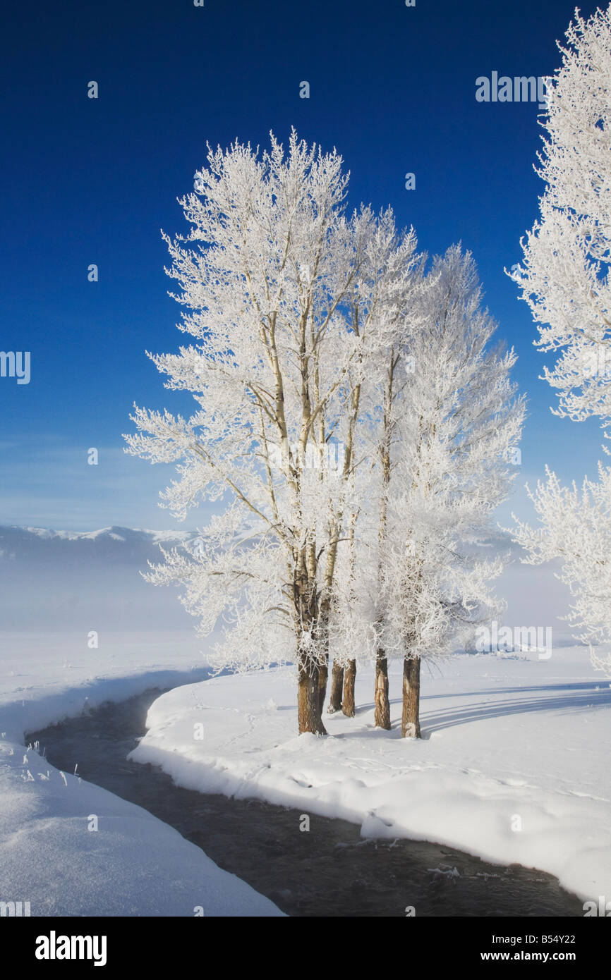 Pappel Baum Populus sp Frost bedeckt Lamar Valley Yellowstone Nationalpark Wyoming USA Stockfoto