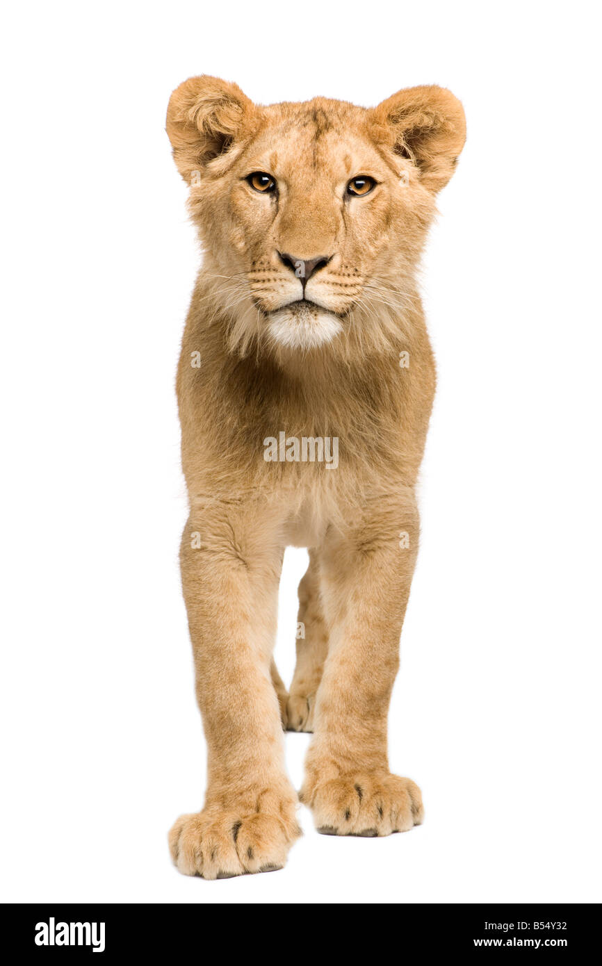 Lion Cub 9 Monate vor einem weißen Hintergrund Stockfoto