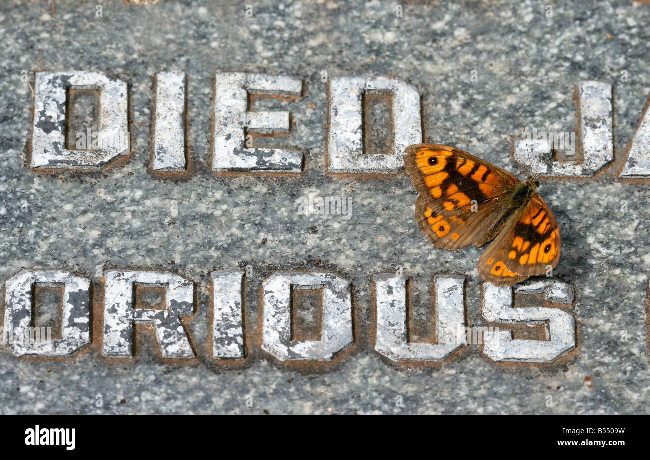 Wand Schmetterling Lasiommata Megera sonnen sich auf dem Grab eines Soldaten Stockfoto