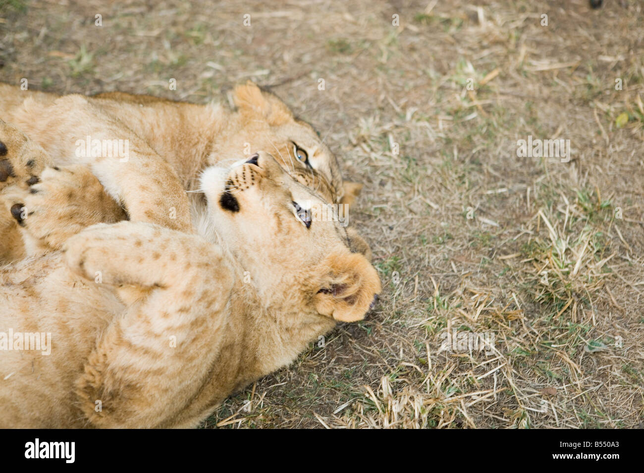 Löwenbabys spielen in den Busch, Gauteng, Südafrika Stockfoto