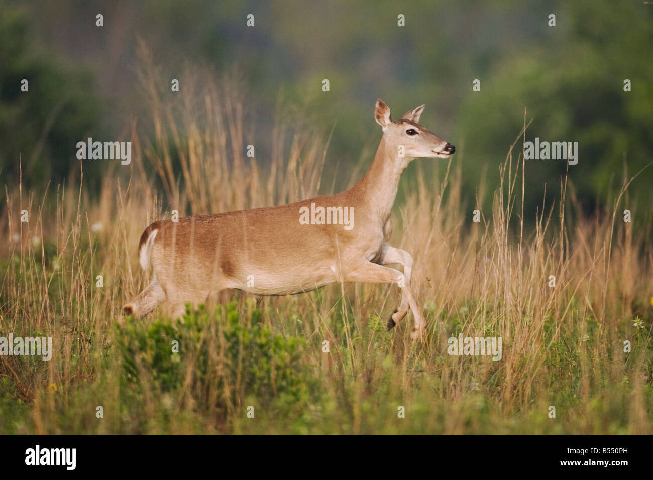 Weiß - angebundene Rotwild Odocoileus Virginianus Weibchen laufen Sinton Fronleichnam Coastal Bend, Texas USA Stockfoto