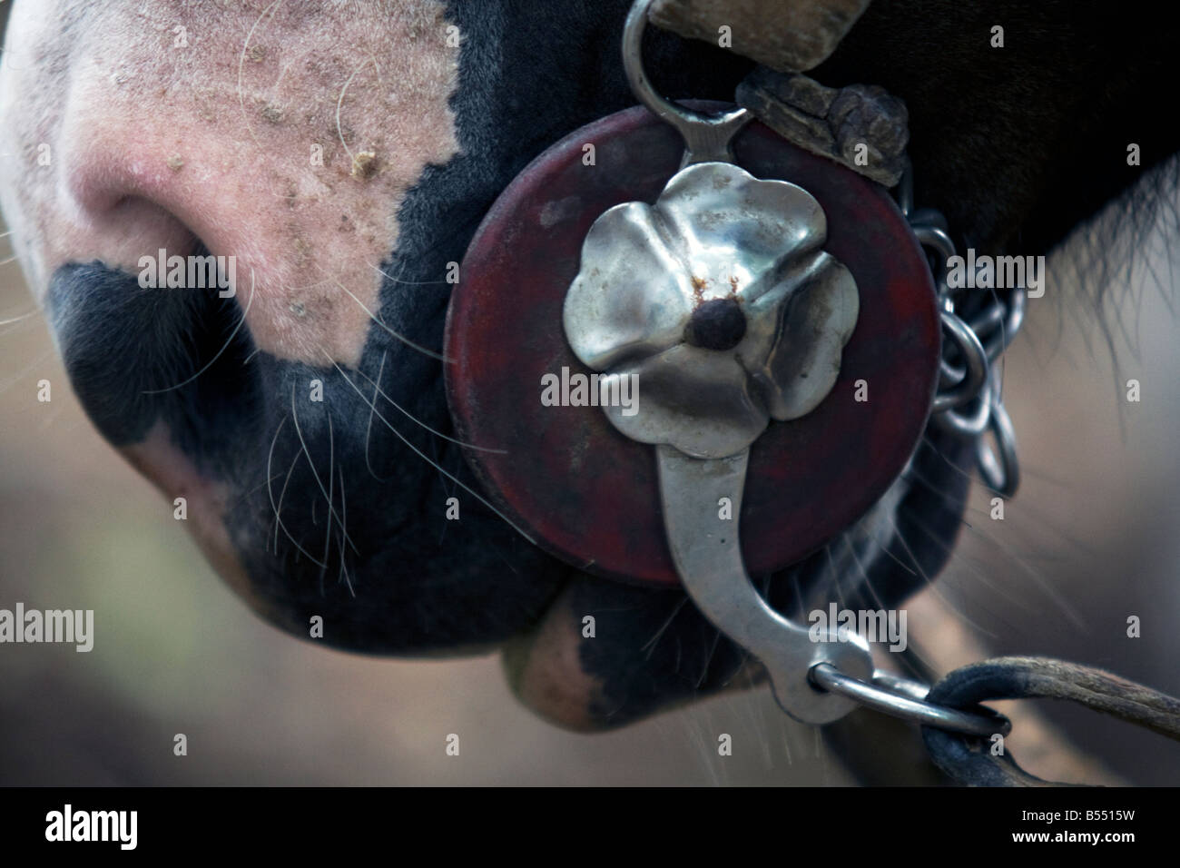 Eine Nahaufnahme von Gauchos traditionelle handgefertigte Zaumzeug für ein Pferd in San Antonio de Areco Argentinien Stockfoto