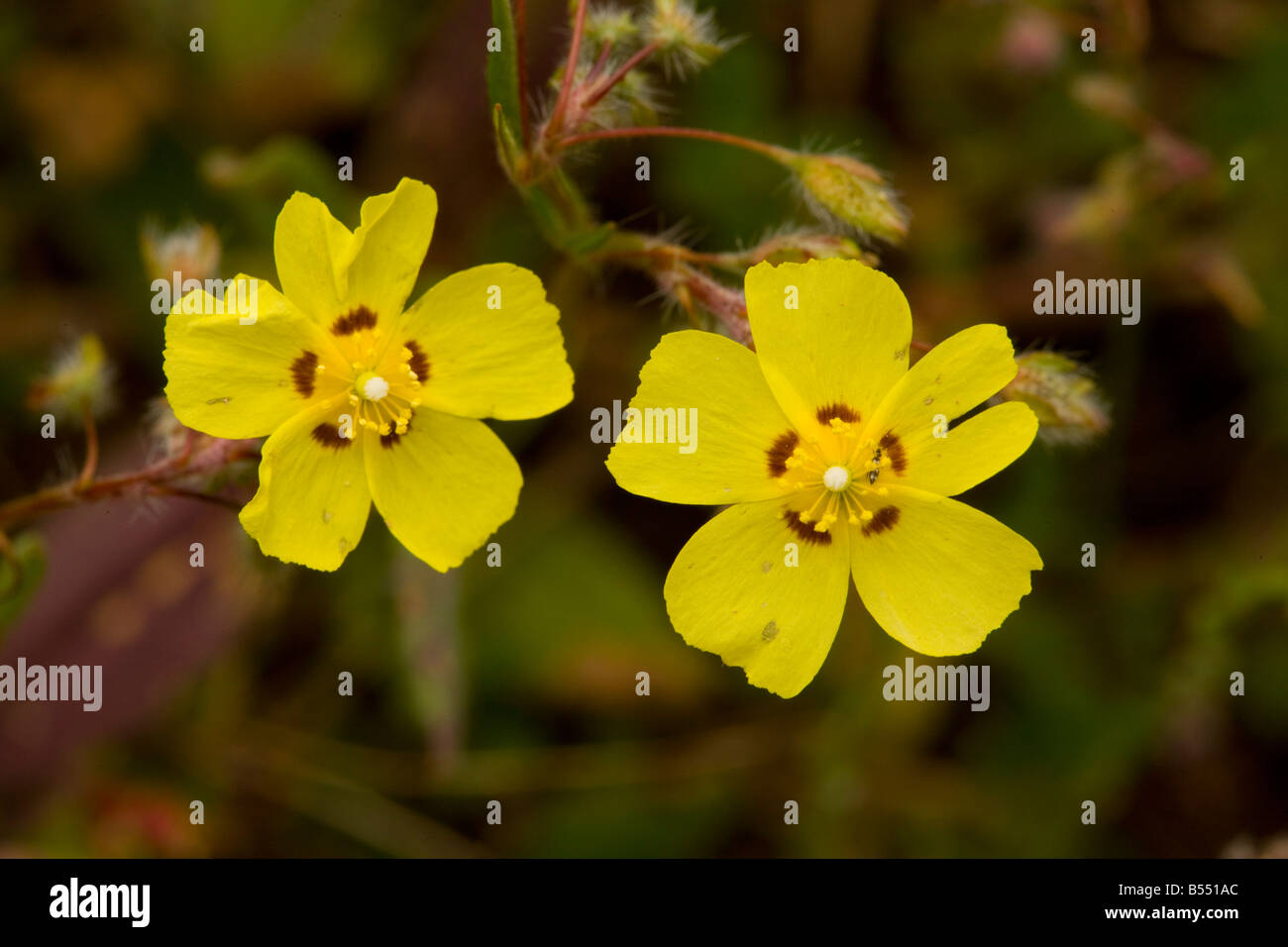 Gefleckte Rock stieg Tuberaria Guttata sehr selten in UK Andalusien Süd-West-Spanien Stockfoto