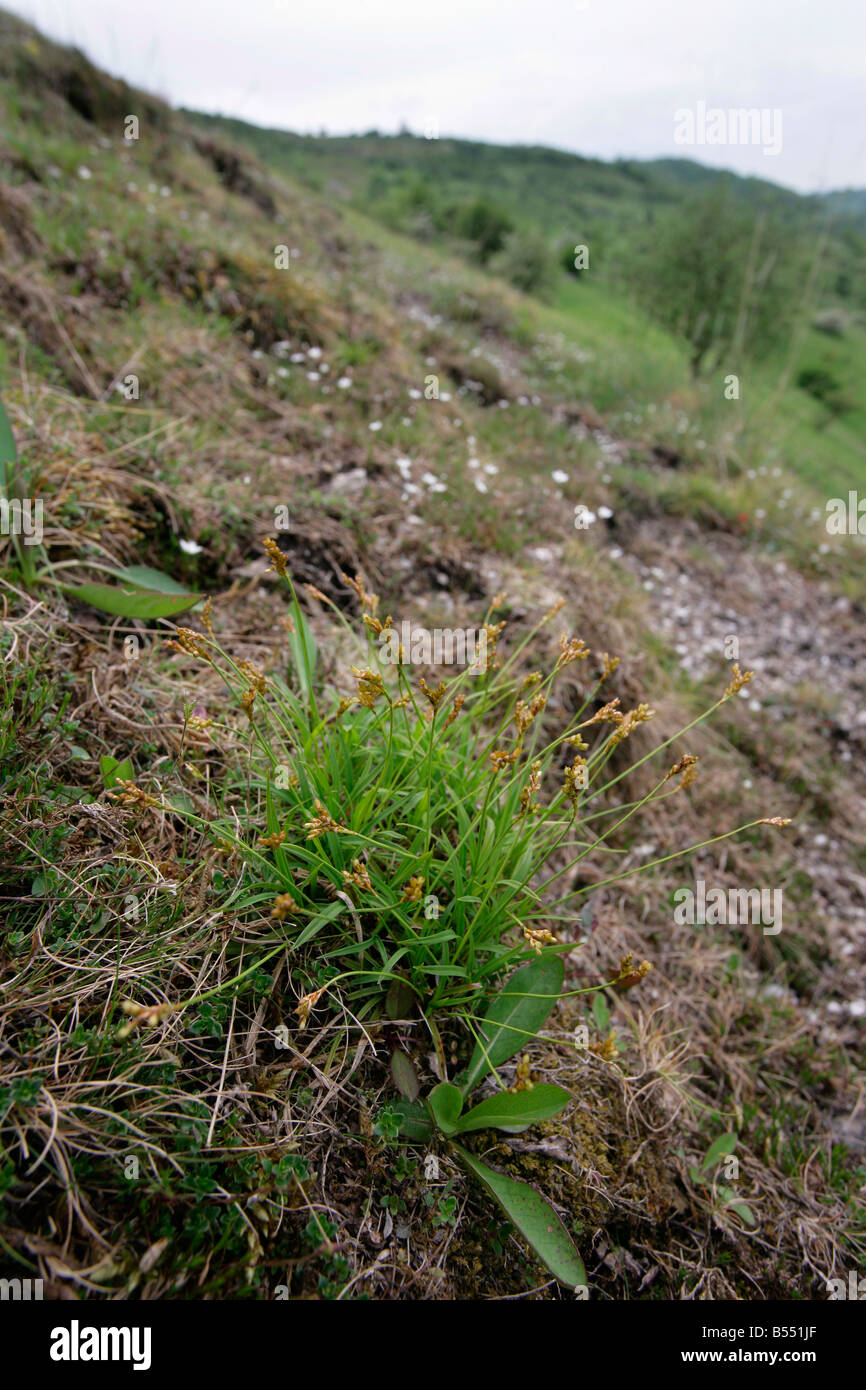 Der seltene Vogel Fuß Segge Carex Ornithopoda wachsen auf den Burfoot in Millers Dale Derbyshire Stockfoto