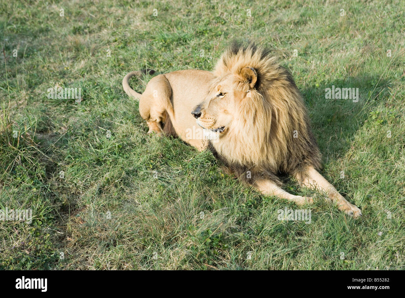 Löwe liegend in den Rasen, Gauteng, Südafrika Stockfoto