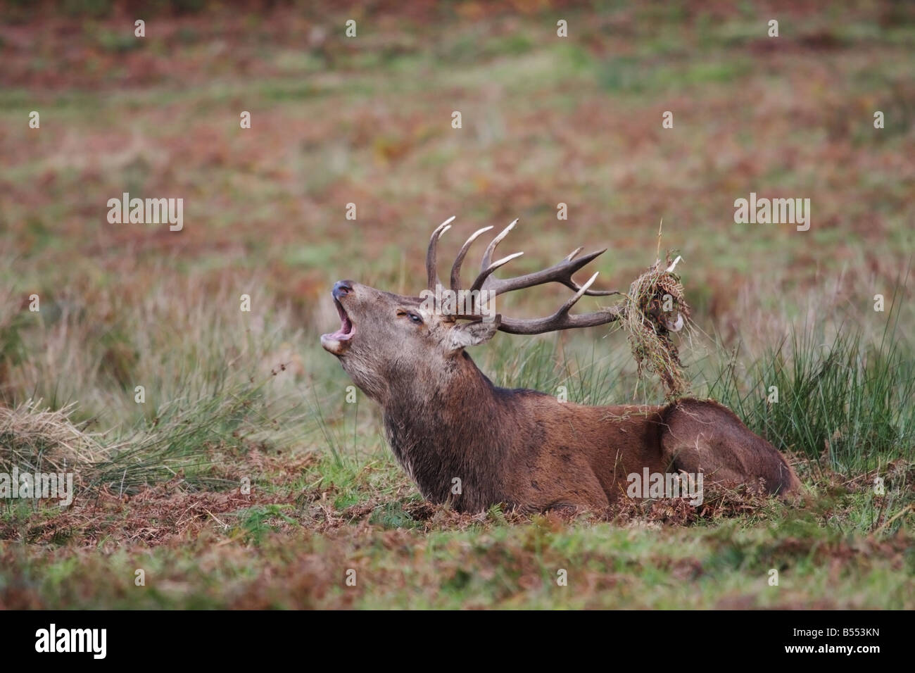 Red Deer Hirsch Cervus Elaphus brüllen während der Brunft Stockfoto