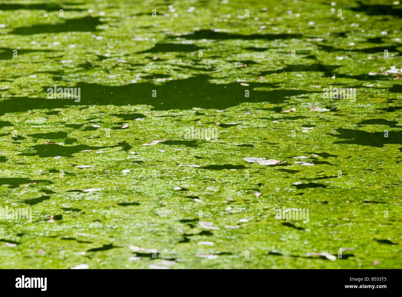 FILAMENTÖSE ALGEN DECKE UNKRAUT UND MIKROSKOPISCH KLEINEN ALGEN Stockfoto