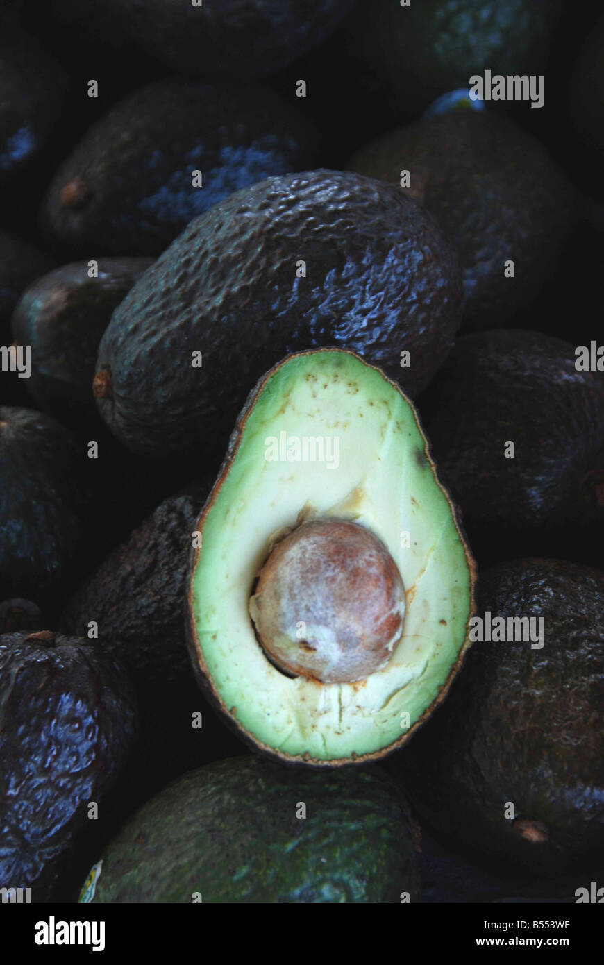 Avocado (Persea Americana) Stockfoto