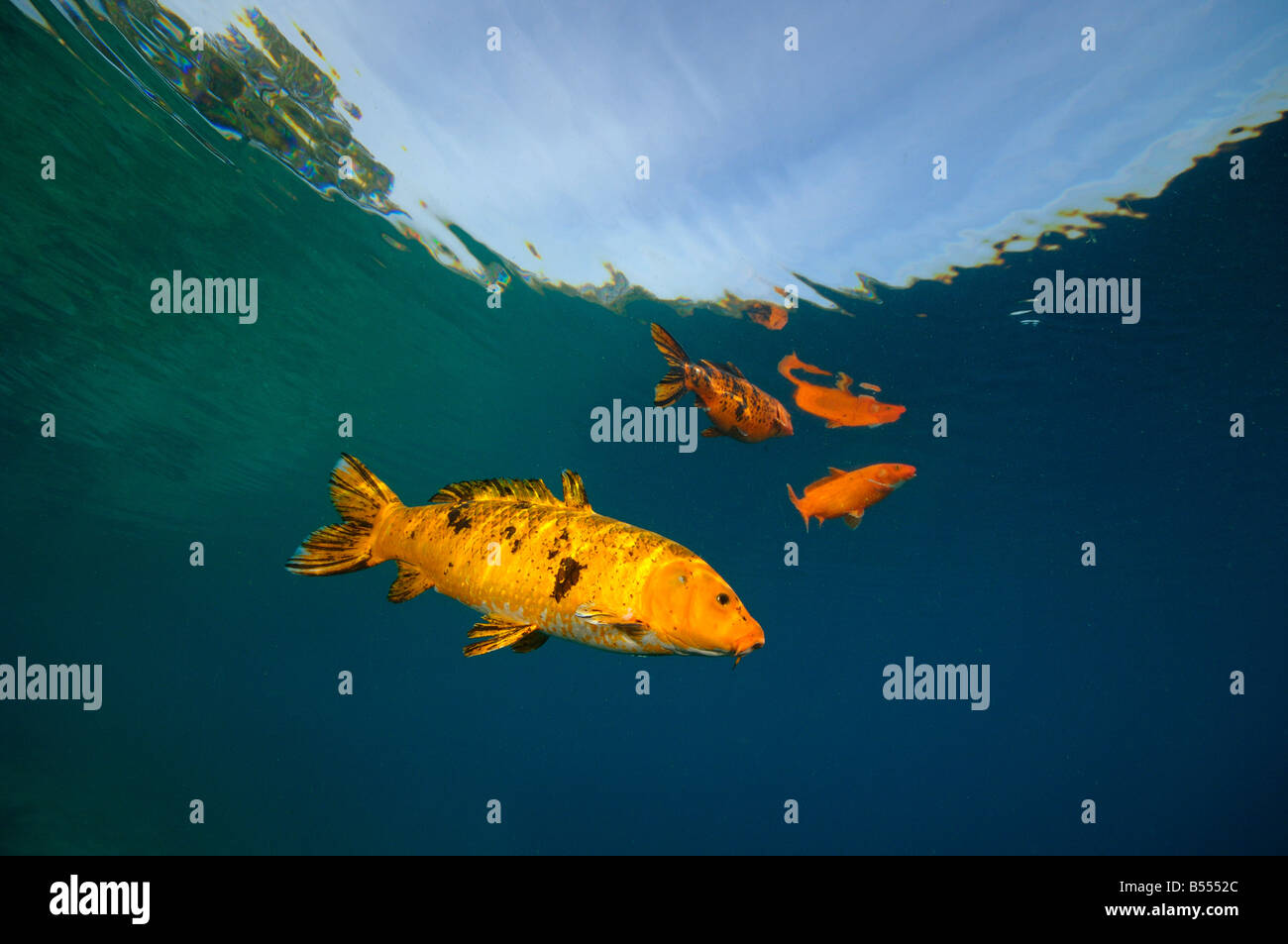 Koi sind Süßwasser Karpfen in Teichen angehoben Stockfoto