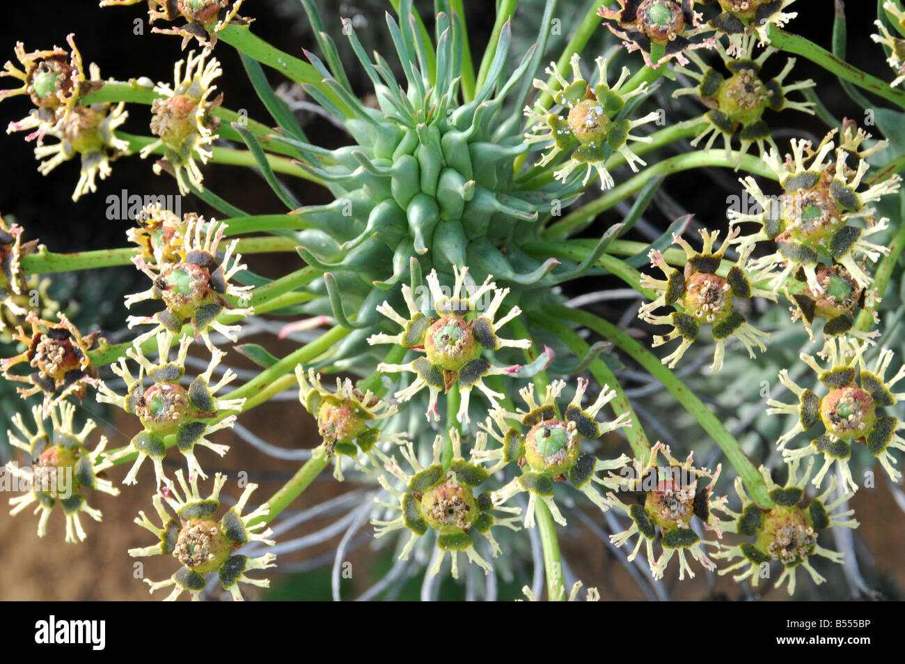Cyathien oder "falsche Blumen" von Euphorbia Caput-Medusen Stockfoto