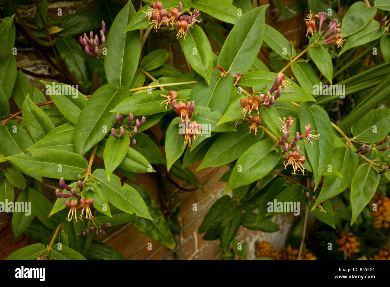 Ein Kletter-Geißblatt Lonicera Henrii an Wand Stockfoto